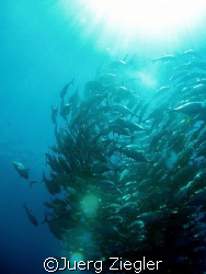 "Jackfish School in the sun"

Siapdan - Sabah - Borneo ... by Juerg Ziegler 